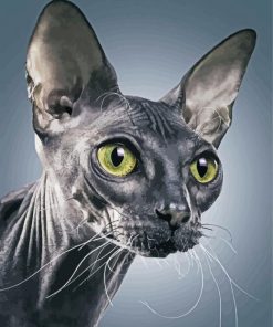 Grey Sphynx paint by numbers