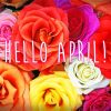 Hello April Flowers paint by numbers