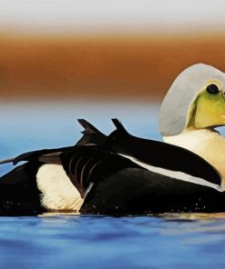 King Eider paint by numbers