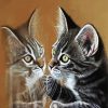 Kitten Reflection paint by numbers