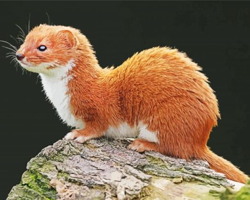 Least Weasel paint by number