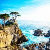 Lone Cypress Monterey paint by number