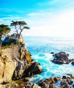 Lone Cypress Monterey paint by number