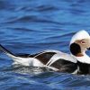 Long Tailed Duck paint by numbers