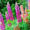 Lupins paint by number