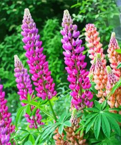 Lupins paint by number