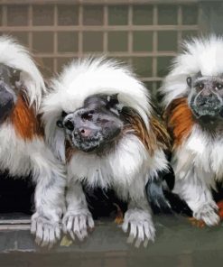 Marmosets paint by number