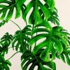 Monstera Green Plant paint by number