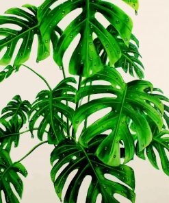 Monstera Green Plant paint by number