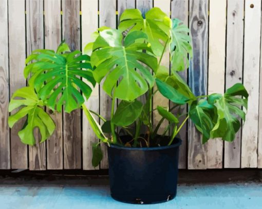 Monstera Plant Pot paint by number