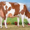 Montbeliarde Cattle paint by number