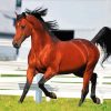 Morgan Horse paint by number