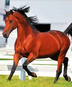 Morgan Horse paint by number