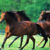 Morgan Horse Herd paint by number