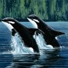 Mother And Son Orca paint by number