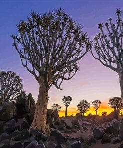 Namibia Aloe Dichotoma Trees paint by number