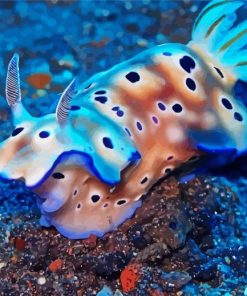 Nudibranch paint by numbers