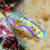 Nudibranch paint by number