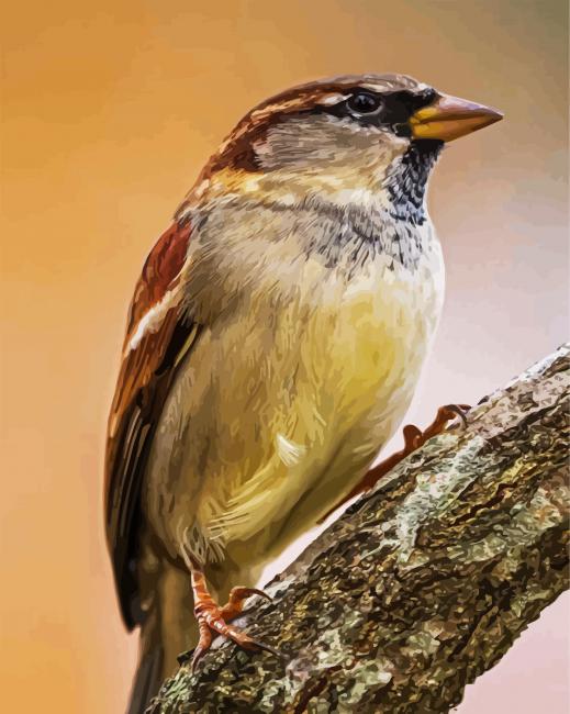 Old World Sparrows paint by number