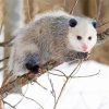 Opossum Animal paint by number