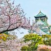 Osaka Castle Cherry Blossom paint by number