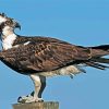 Osprey Bird Animal paint by number