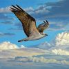 Osprey Bird Flying paint by number