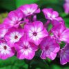 Phlox Blossom paint by number