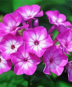 Phlox Blossom paint by number