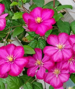 Pink Clematis Flowers paint by number