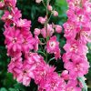 Pink Delphinums paint by numbers
