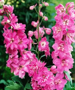 Pink Delphinums paint by numbers