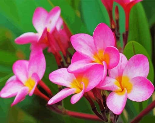 Pink Plumeria Frangipani paint by number