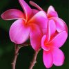 Pink Plumeria paint by number