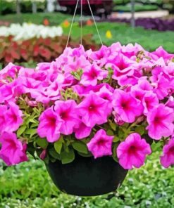 Pink Wave Petunia paint by number