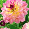 Pink Yellow Dahlia paint by number