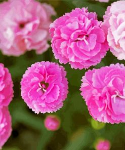 Pink Carnations Flowers paint by number