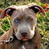 Pitbull With Unique Eye paint by number