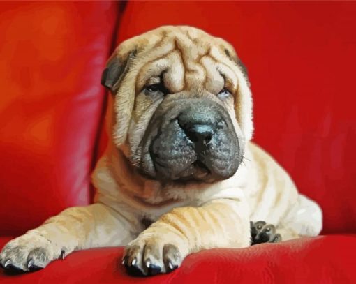 Puppy Sharpei paint by numbers