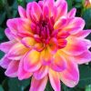 Purple And Yellow Dahlia paint by number
