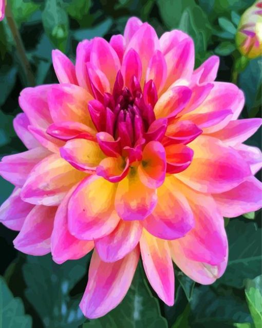 Purple And Yellow Dahlia paint by number