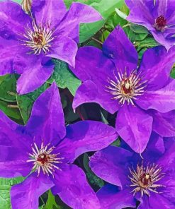 Purple Clematis Flowers paint by number