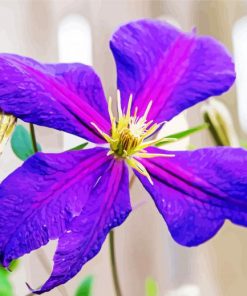 Purple Clematis paint by number