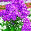 Purple Phlox Flowering Plant paint by number
