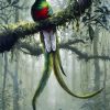 Quetzal Art paint by number