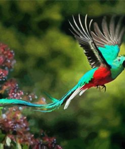 Quetzal Bird Flying paint by numbers