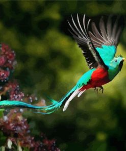 Quetzal Flying Bird paint by number