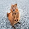 Quokka Animal paint by numbers