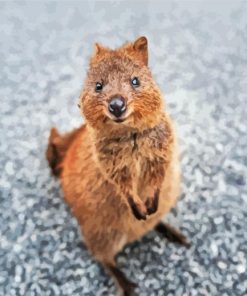 Quokka Animal paint by numbers