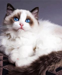 Ragdoll Kitty paint by numbers